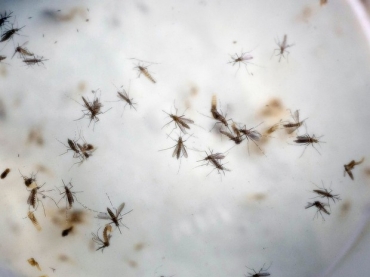 Mosquitos Aedes aegyti  transmissor da doena 