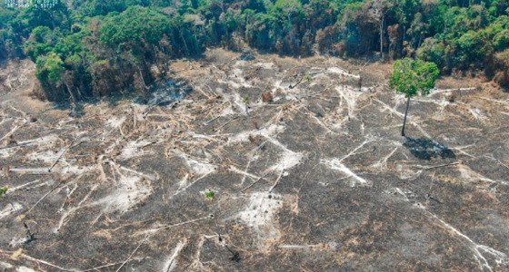O desmatamento ilegal ocorre, principalmente, em reas indgenas de Mato Grosso