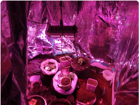 Estufa tinha iluminao e ventilao especiais para o cultivo da cannabis  Foto: Paulo Csar